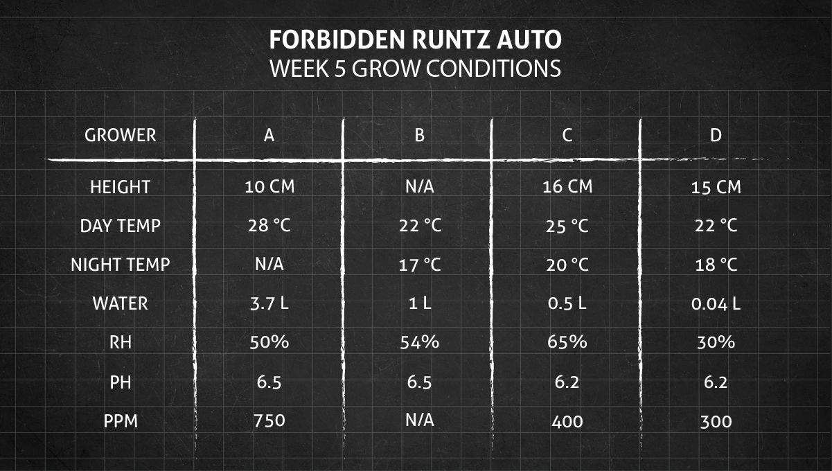 Forbidden Runtz Auto 대마 스트레인 주차별 가이드: 5주차 성장 조건