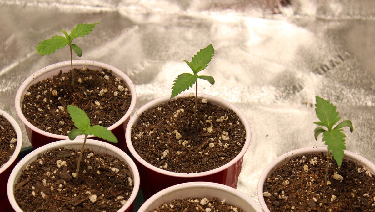 Forbidden Runtz Auto Cannabis Strain Week-by-Week Guide: Several autoflower seedlings in plastic solo cups