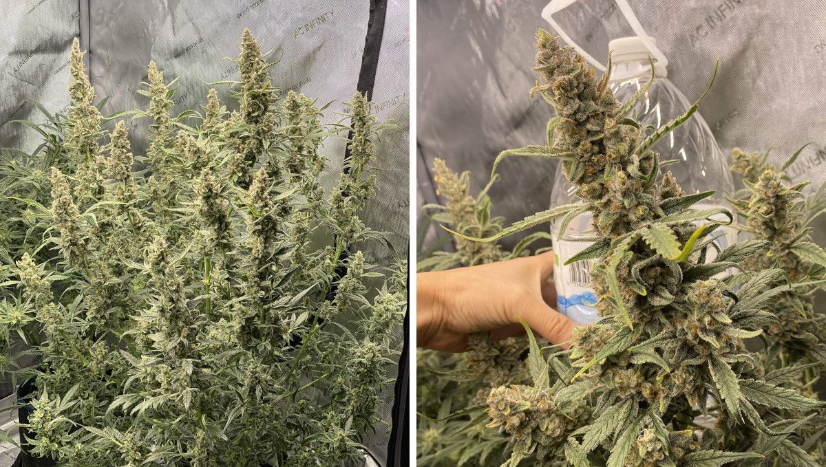Gorilla Punch Auto 大麻品种：成熟与收获 | 第10周 | 巨型多枝植株、瓶子对比主花棒特写