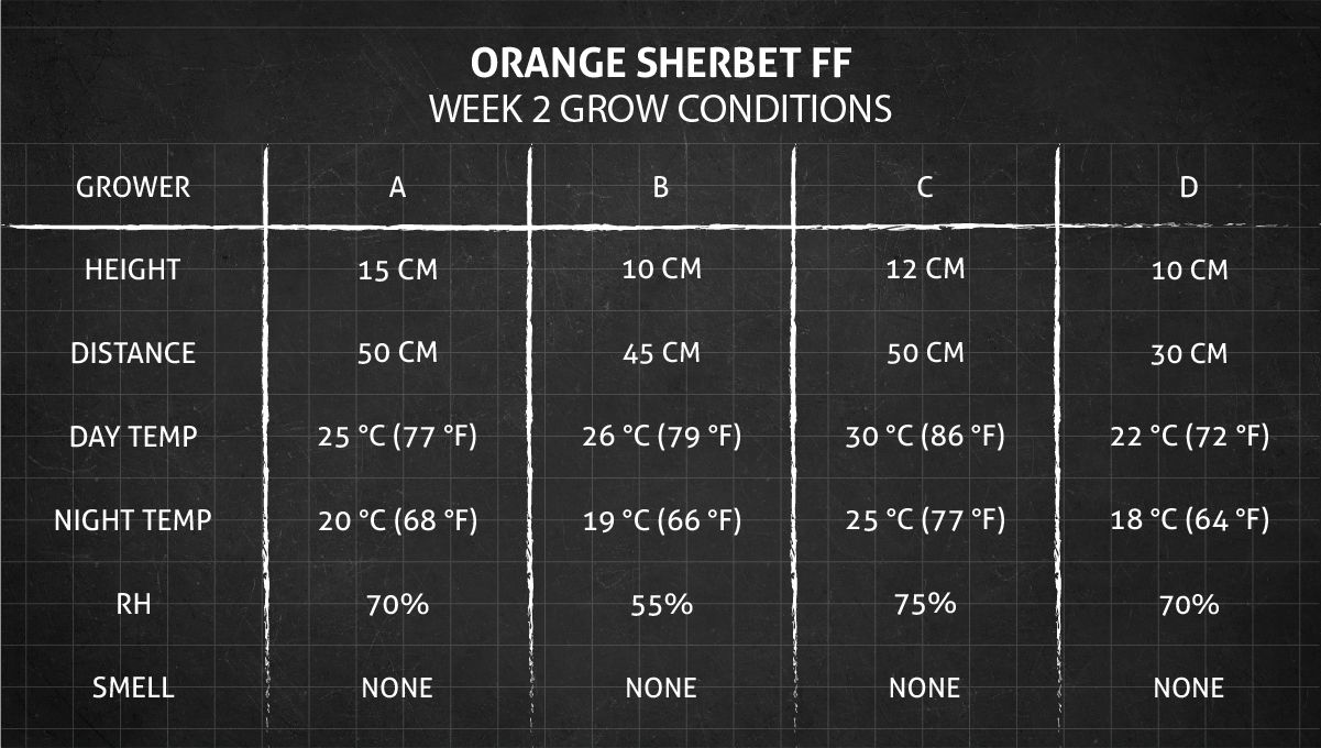 Orange Sherbet FF cannabis strain: week 2 grow conditions