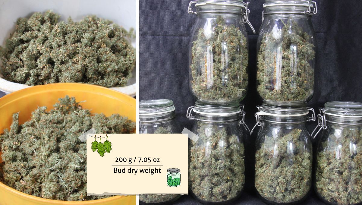 Tangerine Dream Auto cannabis strain: harvest | two Tupperware dishes full of buds and the same buds stored in glass jars