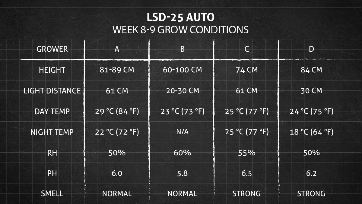 LSD-25 오토 대마초 스트레인: 8-9주차 재배 조건