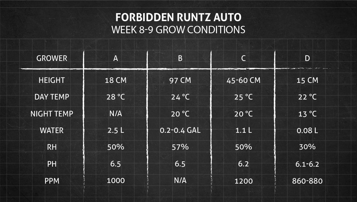 Forbidden Runtz Auto 대마 스트레인 주차별 가이드: 8~9주차 성장 조건