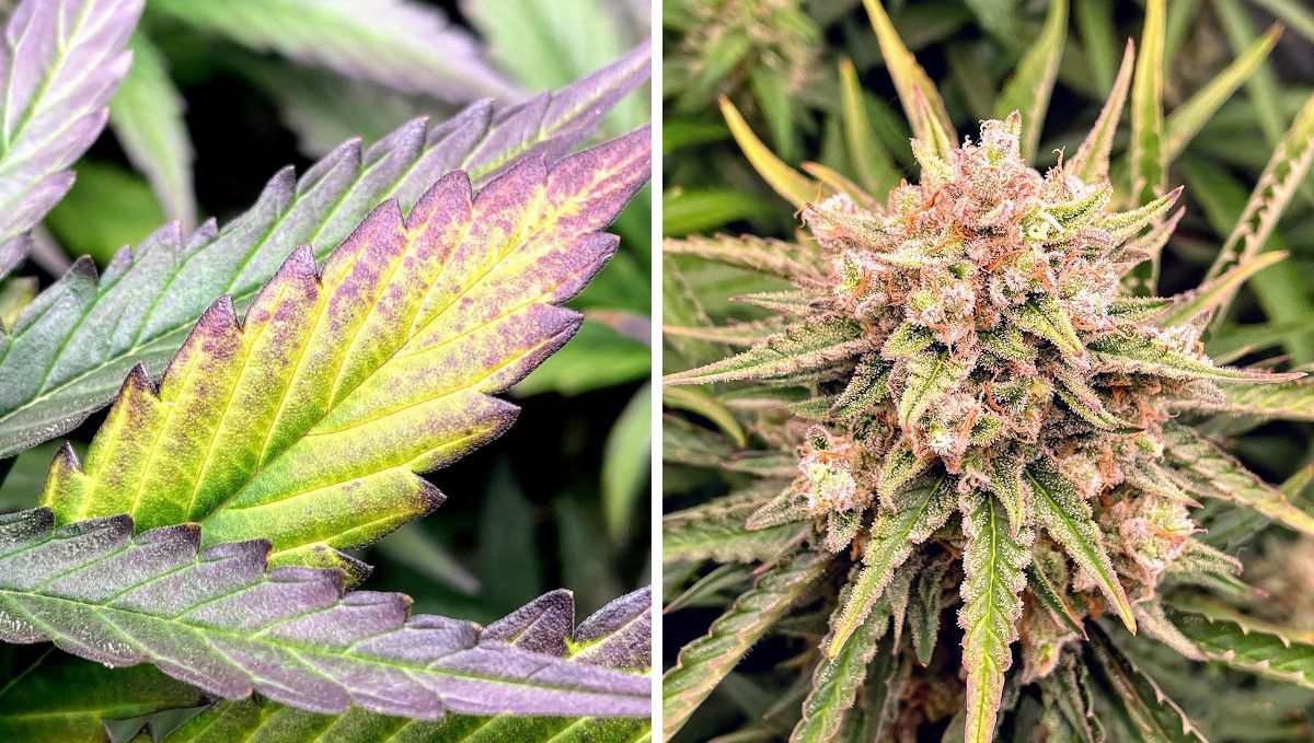 Gorilla Auto Cannabis Strain Week-by-Week Guide: A closeup of a cannabis leaf that has faded on the eve of harvest, with yellow color in the middle and purple edges and a closeup of a perfectly mature frosty and purplish bud