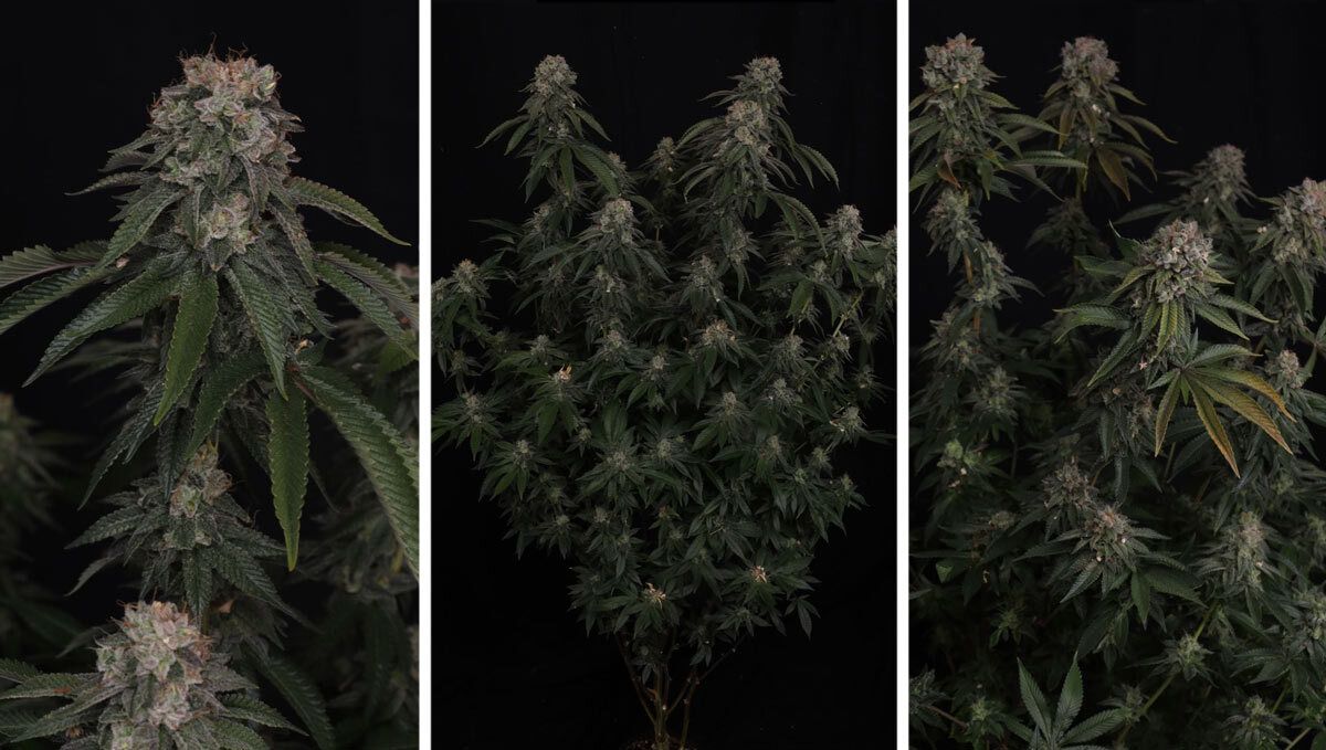 gg4