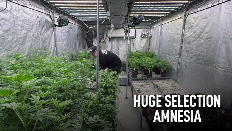 Amnesia Haze Auto Breeding - Inside the Fast Buds Grow Room