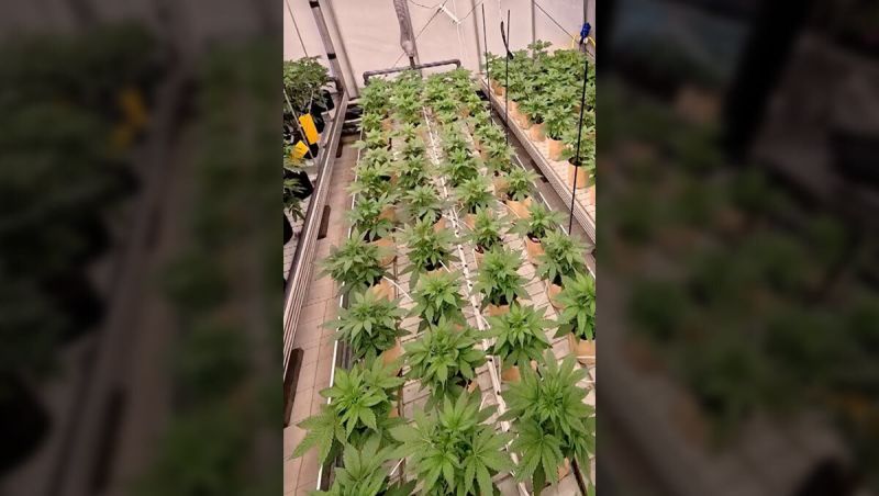 Testing Room 18 Seeds Timelapse
