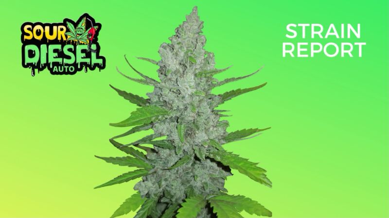 Sour Diesel Auto Seed Report Old