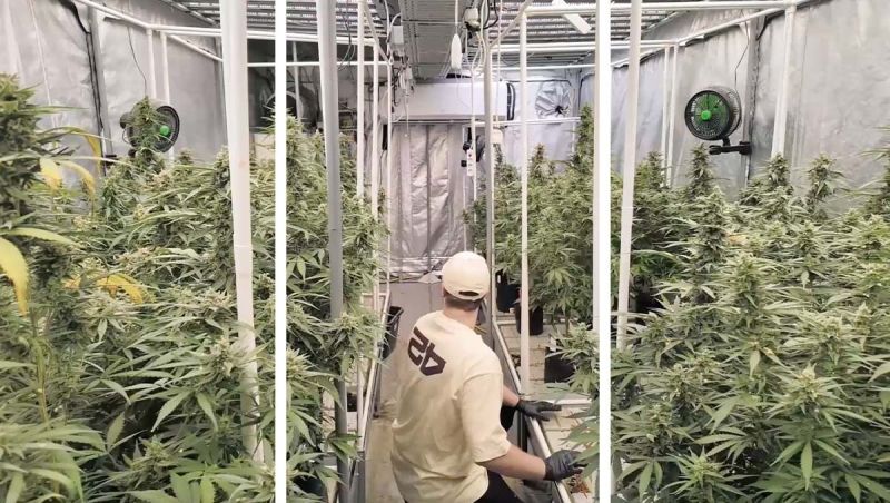 Gorilla Cookies Auto New Version - Greenhouse Walkthrough