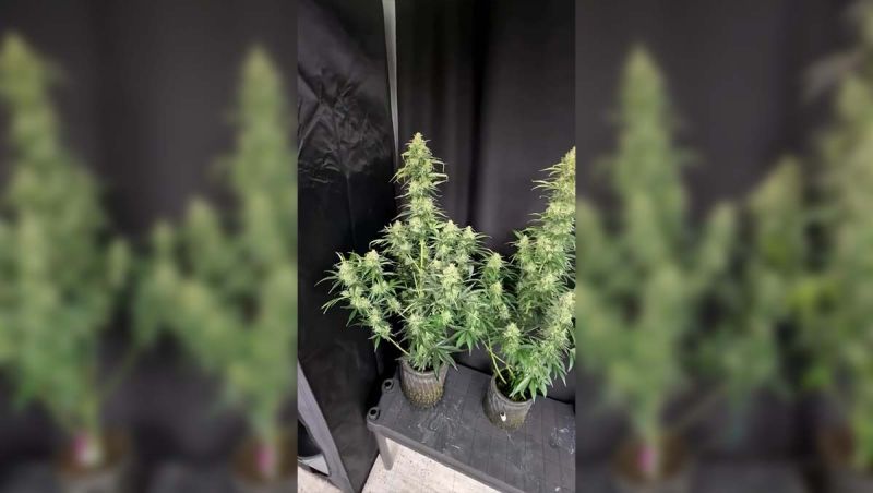 Gorilla Z Auto: Population Test Reveals Stability, Ok