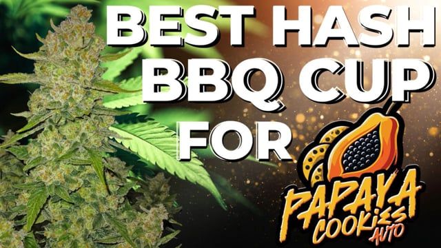 Best Extractions for Papaya Cookies | Chubbs wins Universe BBQ Cup in Germany