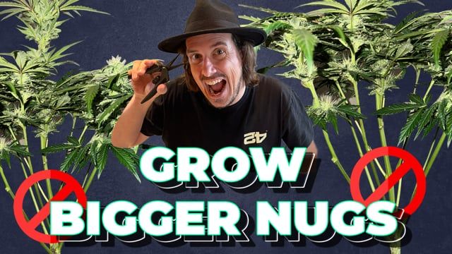 How to grow Bigger Nugs Lollipopping Defoliation, Pruning