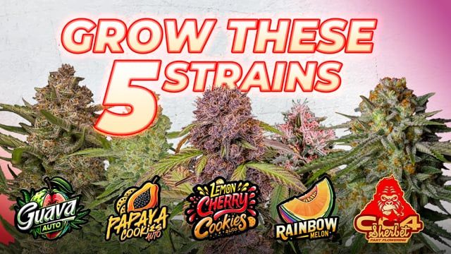 Top 5 Must Grow Seeds 2024
