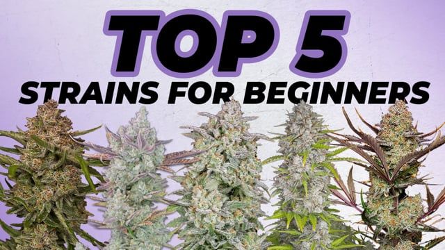 Top 5 Seeds for Beginners Everyone can grow these Plants Varieties