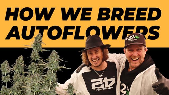 How We Breed Autos | Behind the scenes of Fast Buds
