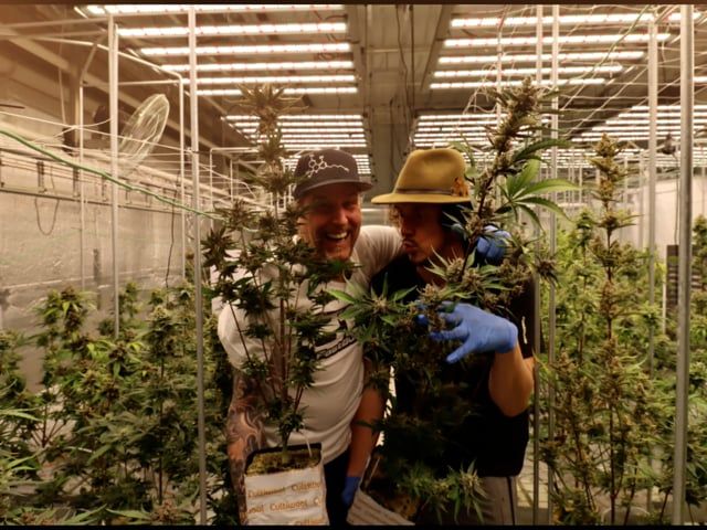 Fast Buds Breeding Facilities - Phenotype Hunting in the Grow Room