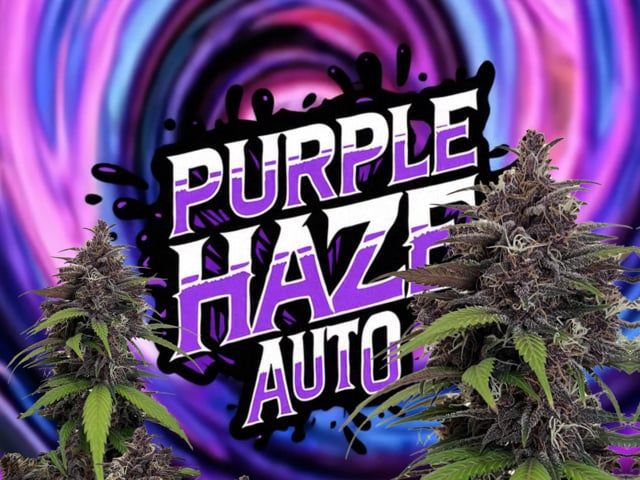 Purple Haze Auto 4;3