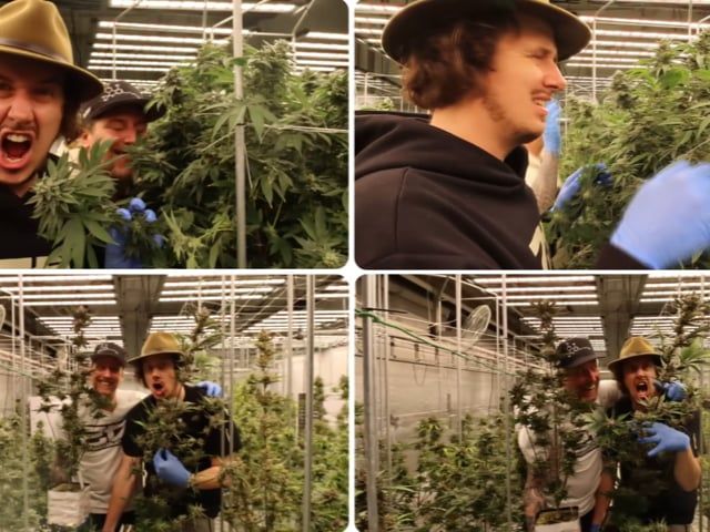 Fast Buds Breeding Team Merch - T-Shirts Inside the Greenhouse