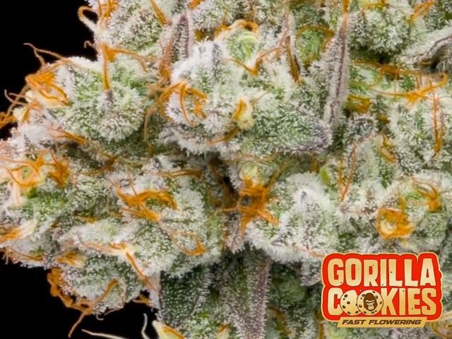 seeds spin shots 4:3