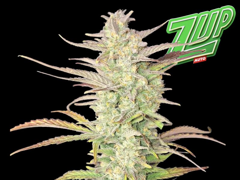 Award-Winning Auto - Frosty Cola Close-Up