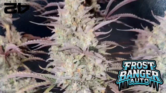 New Fast Buds Seeds - Frosty White Bud Preview