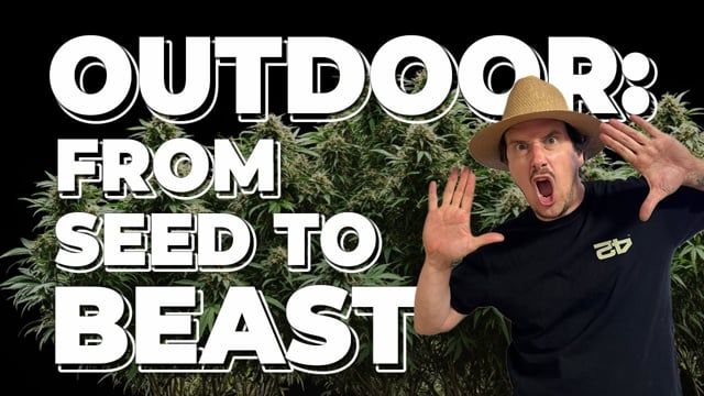 Outdoor Auto Grow Tips - From Seed to Return Fast