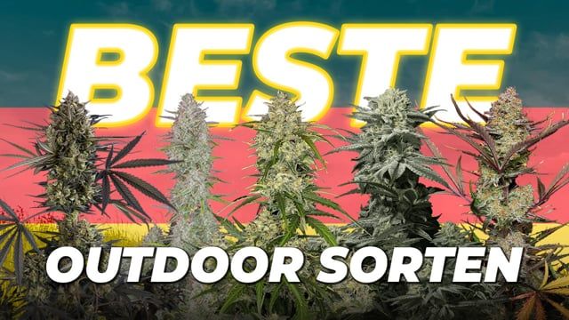 10 outdoor seeds deutsch