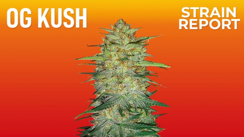 Og Kush Seed Report Old