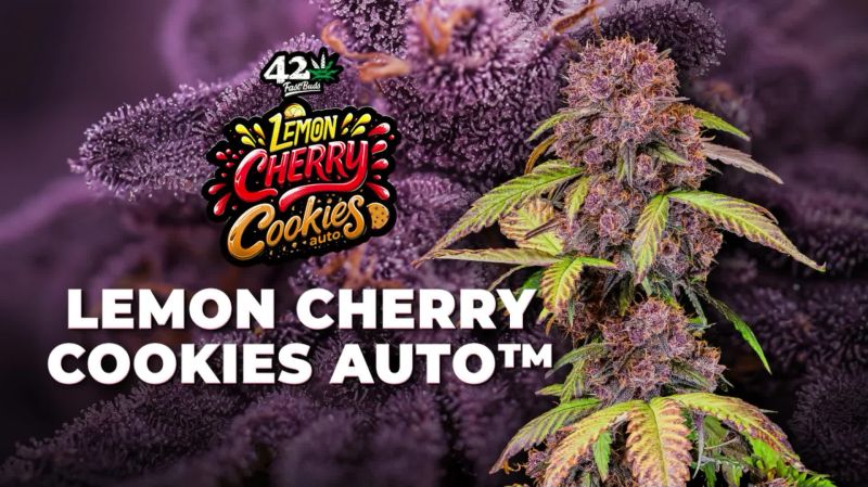 Lemon Cherry Cookies Auto Seed Report Old