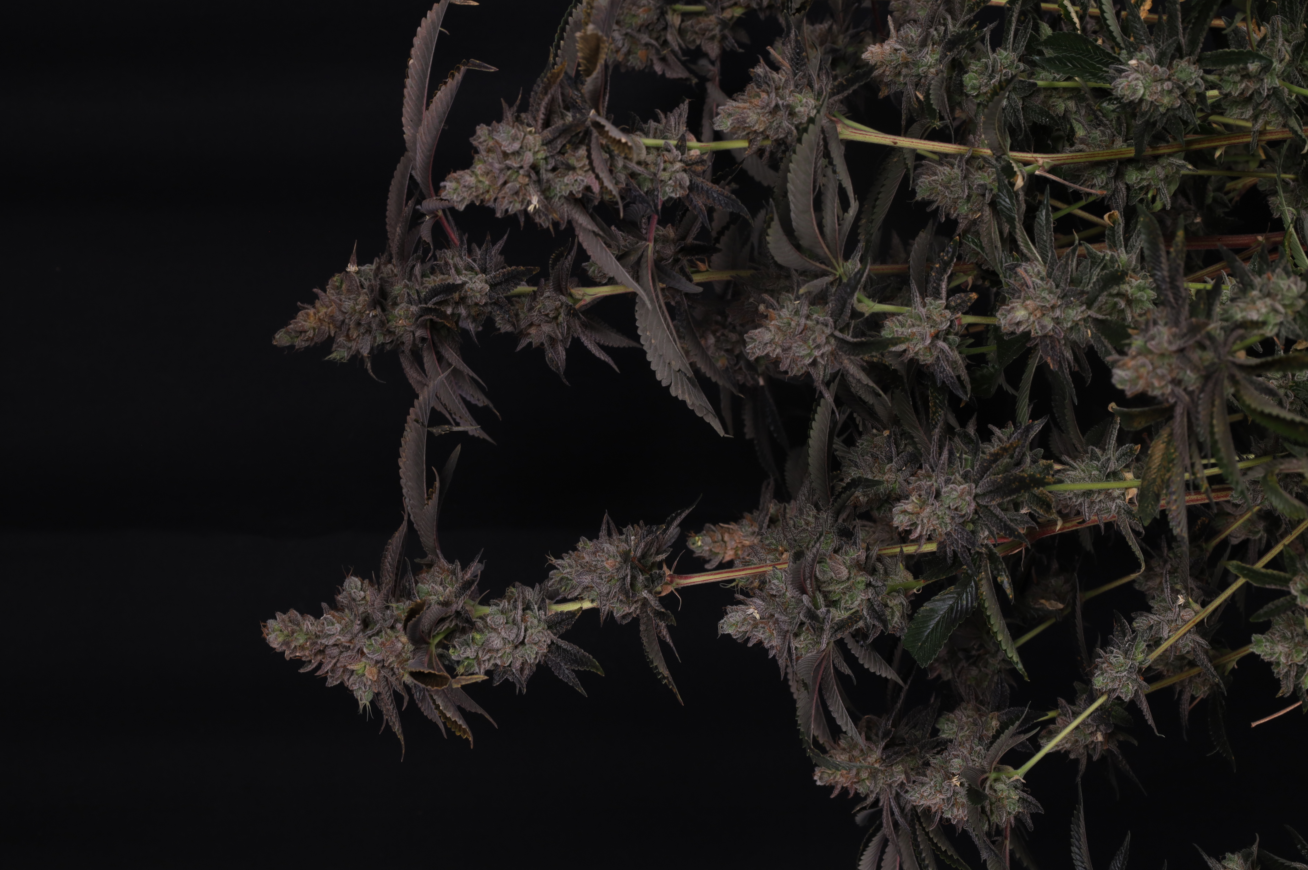 GG4