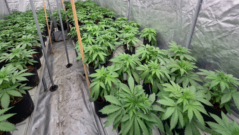 Visual Update Amnesia Haze 