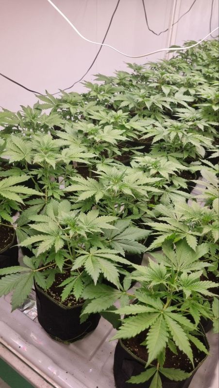 Apricot Auto Enhanced Generation - Young Plants in Early Veg