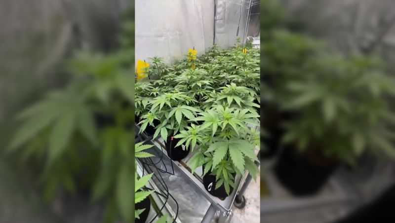 2026 Update On the Lemon Cherry Cookies Production