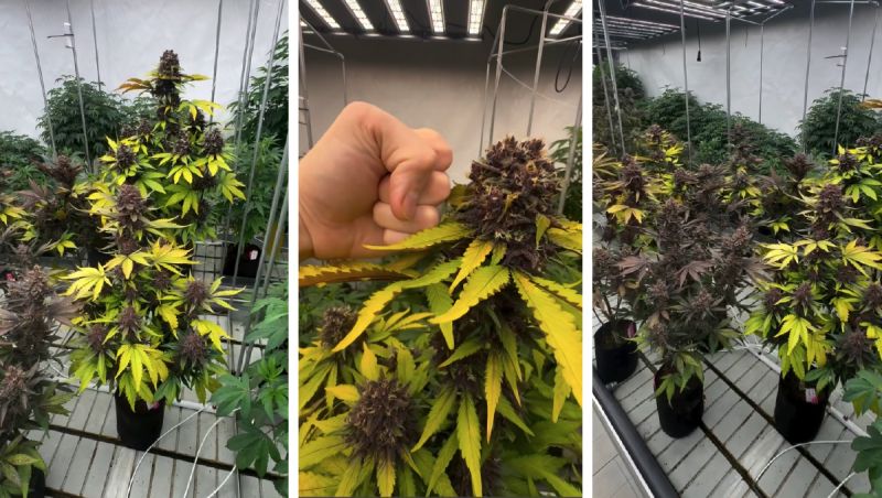 Purple Lemonade tested in the breeding facilities