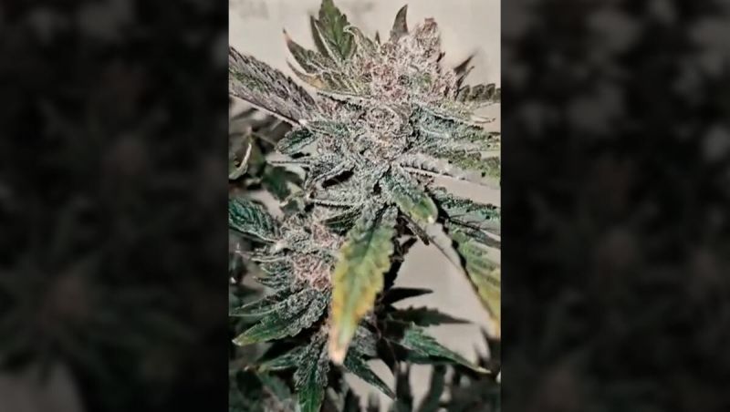 Honorable Mentioin Cherry Cola Auto - Los Cultivadores Hermanos