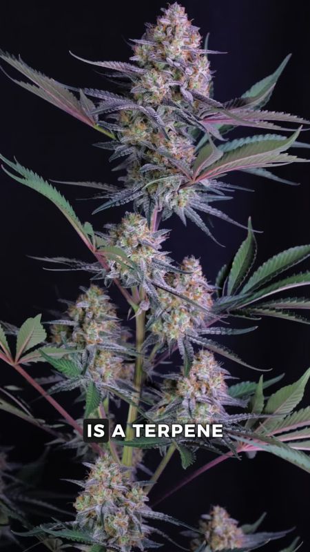 Lemon Tree Auto Seed Report 2026