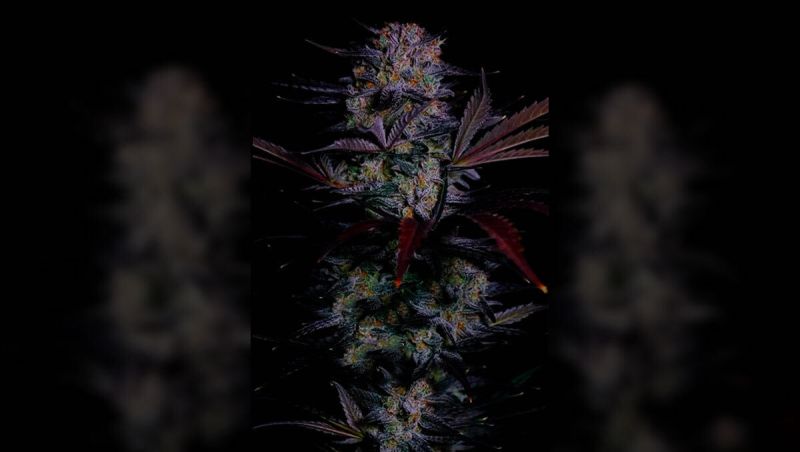 Mendo Frost Auto Overview