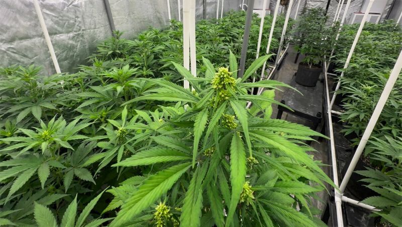 Gorilla Cookies Auto New Version - Pistils at the Top of the Plant
