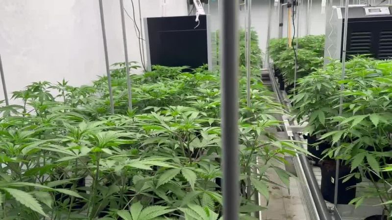 FF Mother Plants Before Cloning Photoperiod Seed Testing