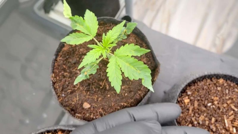 Cherry Cola Auto Breeding - Seedling Check in Early Growth