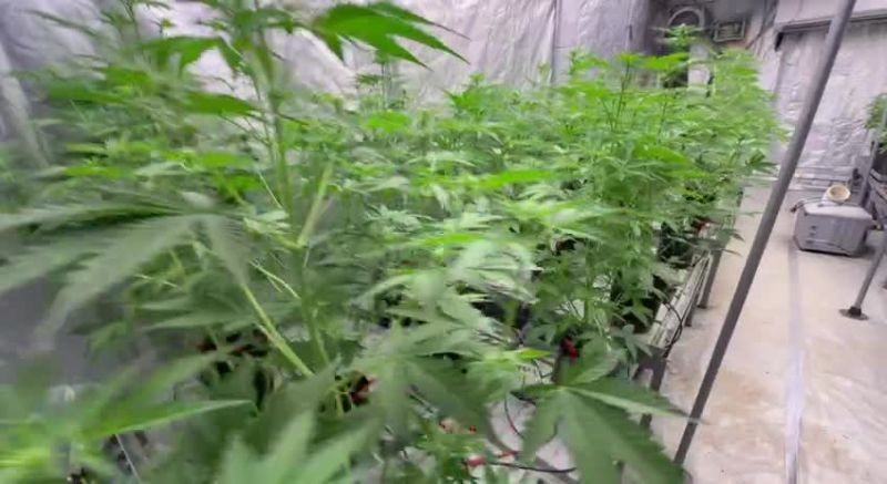 Amnesia Haze Auto Breeding - Dense Vegetative Canopy in the Tent