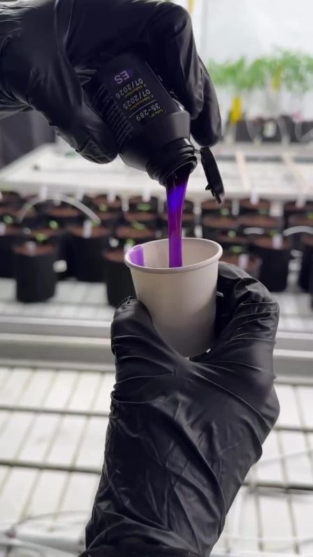 How we make clones at out breeding facilities