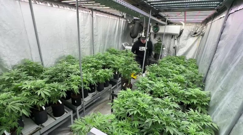 Cherry Cola Auto Breeding - Selecting Plants in the Greenhouse