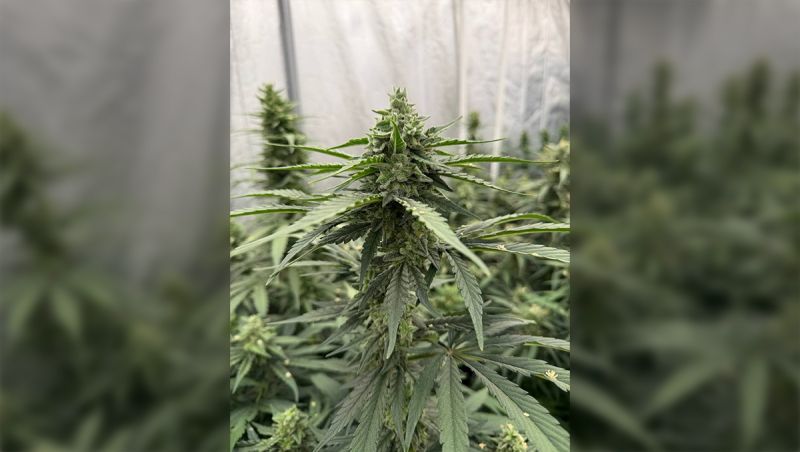 Gorilla Cookies Auto New Version - Test Plant in Early Flower