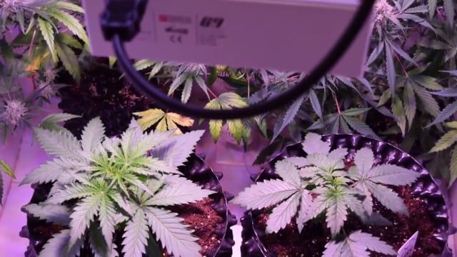 Fast Buds - Californian Snow: Seed to Return