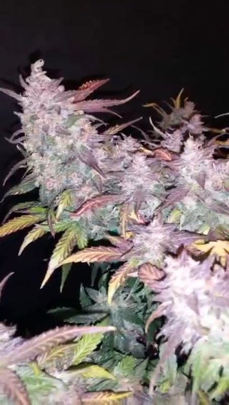 Fast Buds - Fastberry: Late Flowering Stage