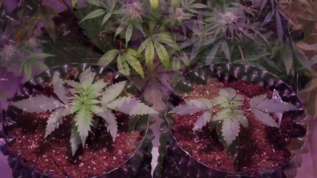 Fast Buds - G14: Seed to Return