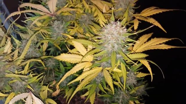 Gorilla Glue Auto - Yellowing Fade Leaves Around a Frosty Cola