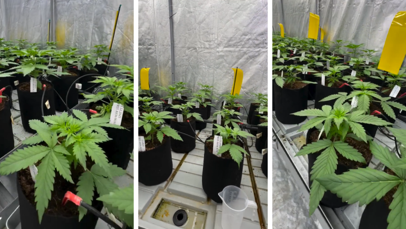 Lemon Cherry Cookies at our Breeding facilities