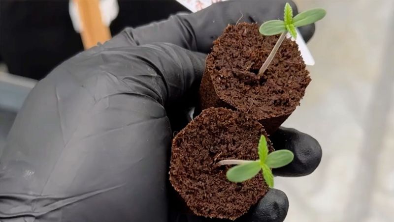 Lemon Cherry Cookies New Version - Planting Seedlings in Coco Plugs